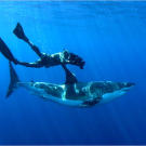 "We saw time and time again sharks up to 14 feet in length coming right up to me, sometimes inches away from me," says Chris Fallows. "If anything, they were cautious and even a little bit scared. It's simply unbelievable to be in the water with these magnificent creatures."