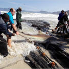 A bronze whaler is wrangled from a fishing net and cast back into the shallows of False Bay, South Africa. Great whites come to False Bay annually to feed on seals, but switch their diet in spring to fish, rays and even other sharks, like this one.