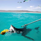Scientists bait a great white shark in order to attach a satellite transmitter to its dorsal muscle. The tag will tell them where the shark goes and when, helping the researchers unravel the secret behind the Great White Invasion of recent years.