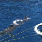 Chris Fallows is lowered to the sharks off the coast of Mexico's Guadalupe Island, where California's great whites find sanctuary with other sharks from across the Pacific Ocean.