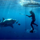 From within the shark tube, Chris Fallows feeds a great white shark a hunk of tuna from a metal pole.