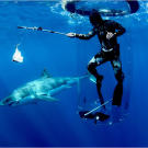 Now that the shark is used to eating from the metal pole, Chris tests whether it's deterred by the addition of a magnetic shark repellant. In theory, the device's magnetic field will repel the shark by overstimulating its electrosensory system. If it works, the magnetic shark repellant may be used in the future to help keep people safe from great whites — and great whites safe from humans.