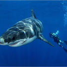 As recently as 20 years ago, it was considered suicide to dive openly with great whites. Shark expert and photographer Chris Fallows has spent decades studying these creatures and trusts that his knowledge of their behavior will keep him safe. "We now know we can get close to them in their environment without them posing a huge threat to us," says Chris.