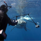 Chris Fallows snaps a photograph of a massive great white shark. "Although commonly thought to be bold and brazen, white sharks are actually cautious animals and won't just venture in and attack something they're not sure of," says Chris. "Not at one stage did I ever feel threatened."