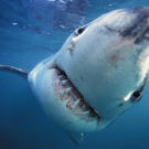 Great White Shark (Carcharodon carcharias) photographed off South Africa.
