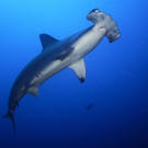 A scalloped hammerhead shark swims off the coast of Cocos Island. This species can grow to 14 feet in length. Its larger cousin, the great hammerhead, can grow to 20 feet and weigh over 1,000 pounds. There are nine recognized hammerhead species, all of which are found in tropical waters throughout the world.