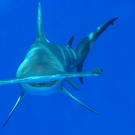 A great hammerhead shark in the northern Bahamas. The hammerhead's peculiar, flattened head is called a "cephalofoil." It's not entirely clear why the shark's head is shaped this way. One possible reason is that it spreads the shark's sensory organs out, enhancing the shark's senses of smell and electroreception. The winglike head may also help with lift and maneuverability in the water.