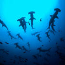 Some hammerhead species travel in large schools of up to 500 sharks or more. Here, hammerhead sharks gather at a seamount in the Galapagos. At night, the schooling hammerheads break up to feed.