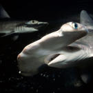 Juvenile scalloped hammerhead sharks patrol Hawaii's Kane'ohe Bay at night. Like most sharks, hammerheads are probably more active at night than during the day.