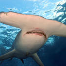 Hammerhead sharks have disproportionately small mouths. They do most of their feeding along the bottom of the ocean. Their diet includes fish, squid, octopus, crustaceans, stingrays and even other sharks, including young hammerheads.