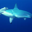 The hammerhead shark is one of only a few animals that can get a tan from prolonged exposure to sunlight. This occurs in shallow waters or when the shark swims close to the surface.