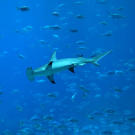 Many hammerhead species gather around seamounts (mountains rising from the sea floor). They find their way to and from the seamounts by following "magnetic highways." These are caused by freshly upwelled lava on the seabed; the lava has a geomagnetic signature that the sharks can detect through electroreception.