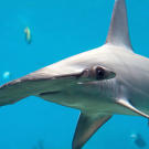 The most popular places to see hammerheads in the wild include the Coco Islands, South Africa, the Great Barrier Reef, some Indonesian islands and the Galapagos Islands, where one can swim among huge schools of hammerhead sharks.