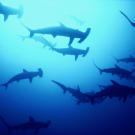 Hammerhead sharks off the Cocos Islands in the South Pacific.