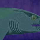 Helicoprion’s closest living relatives are the Chimaeras, cartilaginous fish which carry the nickname “ghost sharks”. Since Helicoprion’s body was made primarily of cartilage (which disintegrates when the body begins to decay), most fossil remains only reflect the shark’s teeth.