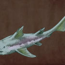 Hybodus lived to be about 6 feet in length and was an opportunistic predator. Hybodonts had two sets of teeth: the sharp set was for catching slippery prey, while the flat set was for breaking down shells and other hard-to-chew foods. The reason for Hybodus’ extinction is still unknown to this day.