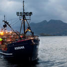 KODIAK