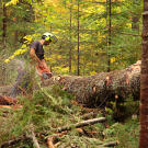 Isaac is hard at work with his chainsaw. Are you as skilled as Isaac?