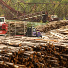 The company's veteran log crane operator, Andrew Morin, is very picky about the how the crews stack the wood that he has to load onto the haulers.