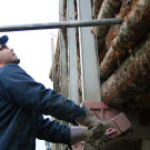Wayne, the youngest of the Pelletier brothers, loosens cables on a load of wood.