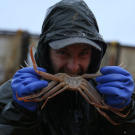 Hmm, is this the correct way to eat a crab?