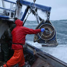 Time to pull up the pots! The hook is thrown.
