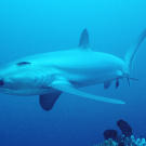 Pelagic thresher shark (Alopias pelagicus) being cleaned by cleaner wrasse, (Labroides dimidiatus) off the Philippines in the Pacific Ocean.