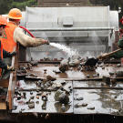 Jim Thurber and his crew work the larger tailings that have been separated out by the shaker. Removing these larger rocks is an unavoidable by-product of mass processing since the excavator's bucket picks up mixed loads. This requires more effort along the refinement chain but the expectation is for higher pay-outs that offset the extra work.