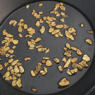 The hard won payoff from tons of rock ore include these larger nuggets typically extracted early in the process by the sluice boxes. Most of the nuggets found in this part of Alaska have been flattened by the shearing action of the glaciers that once covered the region.
