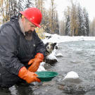 Todd Hoffman and his dog Blue use traditional panning for a quick test of potential gold content in "glory hole" dirt brought up by Jack Hoffman. Blue sticks with Todd whenever they're out of the camp compound and provides an invaluable early warning system for bears and other dangers.