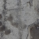 Bear tracks are a common sight across the camp since bears — primarily grizzlies and black bears — outnumber humans by at least three-to-one. The aroma of human food travels for miles, drawing in far more bears than would normally inhabit the area. Loud machine noise generally keeps them away, but a sharp lookout and secure food storage are full time requirements.