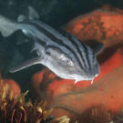 Pyjama shark is also known as a striped catshark or pyjama catshark (Poroderma africanum) Castle Rock, False Bay, Cape of Good Hope, South Africa.