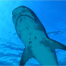 The Caribbean Reef Shark makes up the majority of sharks seen on Bahamian dives. It is easily distinguished by its blunt, rounded snout.