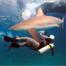 Many sharks at Bahamian dive sites are used to divers and often make close passes. These are usually harmless but there are no guarantees.
