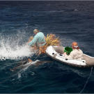 Sharks quickly surround both rafts at the first whiff of chum.
