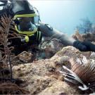 Dave keeps his distance from a venomous lion fish that's a danger to divers and fishermen. Lion fish are native to the Indo-Pacific but were accidentally introduced into the Atlantic in the mid 1990's.