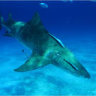 A scarred lemon shark with the usual hitchhikers makes a pass at one of the shark dive locations.