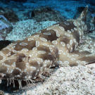 Spotted wobbegong (Orectolobus maculatus) photographed in the South Pacific.