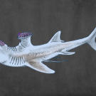 Stethacanthus averaged 2.3 feet in length and resembled most normal sharks with one unusual exception: it was known for having an oddly-shaped dorsal fin that looked a lot like an anvil or ironing board. Also, spikes on its head were used during mating rituals and to attack prey.