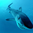 Tiger shark, Red Sea.