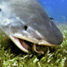A tiger shark eating a conch shell and its soft inhabitant off Tiger Beach, Bahama Islands.