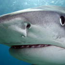 Close-up of tiger shark (Galeocerdo cuvier) off Tiger Beach, Grand Bahama Island, Bahamas.
