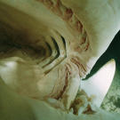 Photo taken with a remote-controlled camera of a tiger shark (Galeocerdo cuvier) in the waters off Bikini Atoll, Marshall Islands.
