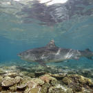 Tiger shark swimming over a reef off Raine Island, Australia.