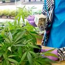 Harborside has an in-house nursery where patients can purchase cannabis "clones" of their favorite strains to grow and harvest.