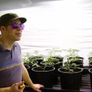 Master grower Jon Richards tends to his young cannabis plants.