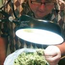Purchasing Manager Rick Pfrommer inspects a fresh batch of medical cannabis for signs of mold, fungus and pests.