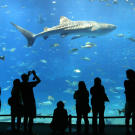 Tourists look at a whale shark through the world's largest acrylic panoramic window at the Okinawa Churaumi Aquarium April 25, 2003 in Okinawa, Japan. The aquarium is Japan's largest and is the second largest in the world.