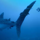 Diver with a whale shark (Rhincodon typus).