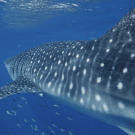 A whale shark swims with a small school of fish off Western Australia.